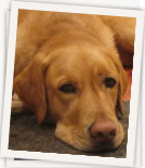 TOBY