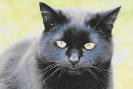 mortimer